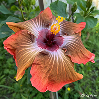 Taiwan Wrath of the Volcano